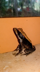 Clinotarsus curtipes