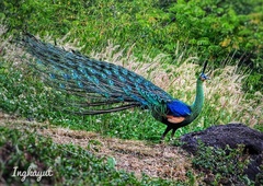 Pavo muticus imperator