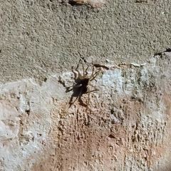 Lycosinae