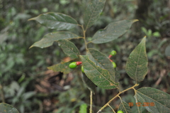 Ocotea heydeana