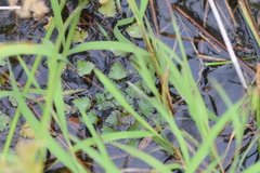 Trapa natans bispinosa