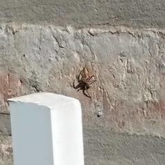 Lycosinae