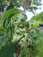 Taphrina deformans