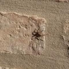 Lycosinae