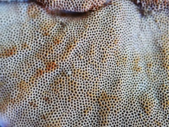 Hexagonia
