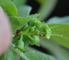 Vaccinium myrtilloides image