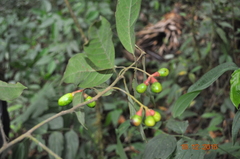 Ocotea heydeana
