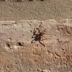 Lycosinae