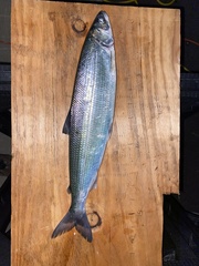 Coregonus artedi