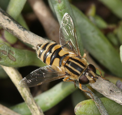 Helophilus latifrons