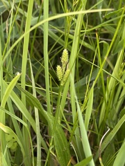 Carex hirsutella