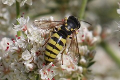 Bicyrtes capnopterus