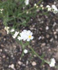 Cryptantha nevadensis