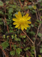 Ranunculus praemorsus