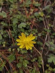 Ranunculus praemorsus