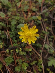 Ranunculus praemorsus
