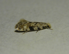 Nemapogon auropulvella