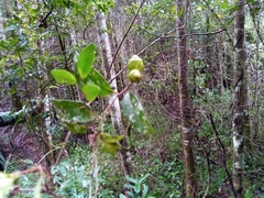 Dicoryphe