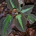 Gravesia mirabilis - Photo (c) Rahaingoson Fabien,  זכויות יוצרים חלקיות (CC BY-NC), הועלה על ידי Rahaingoson Fabien