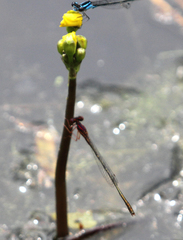 Enallagma dubium