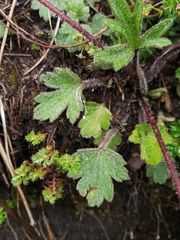 Ranunculus praemorsus