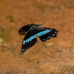 Papilio nireus lyaeus