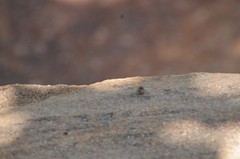 Salticus peckhamae