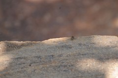 Salticus peckhamae
