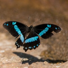 Papilio nireus lyaeus