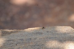Salticus peckhamae
