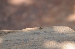 Salticus peckhamae