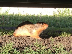 Urocitellus columbianus