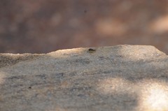 Salticus peckhamae