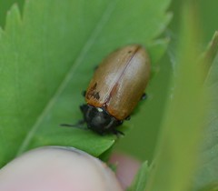 Chrysomela crotchi