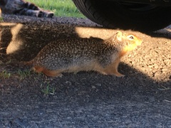 Urocitellus columbianus