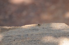 Salticus peckhamae
