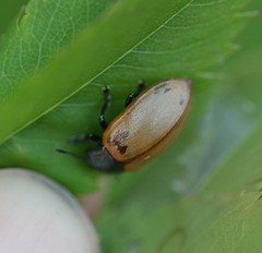 Chrysomela crotchi