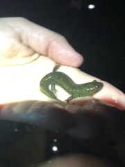 Desmognathus kanawha
