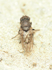 Paralimna punctipennis