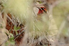 Sphyrapicus ruber × nuchalis