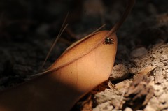 Salticus peckhamae