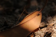 Salticus peckhamae