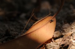 Salticus peckhamae