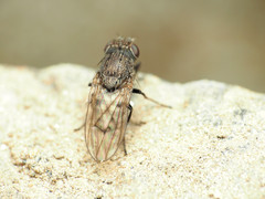 Paralimna punctipennis