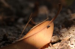 Salticus peckhamae