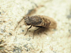 Paralimna punctipennis