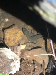 Desmognathus kanawha