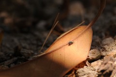 Salticus peckhamae