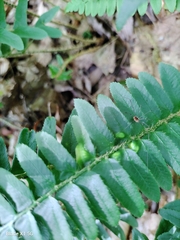 Taphrina polystichi