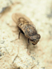 Paralimna punctipennis
